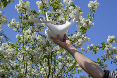 Low angle view of hand holding flower tree against blue sky