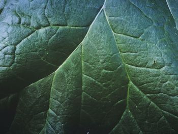 Close-up of green leaf