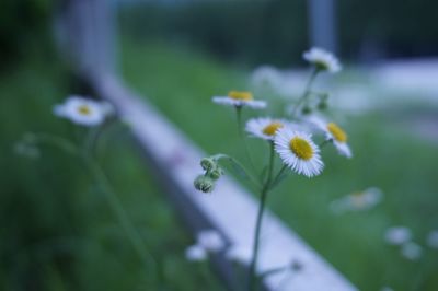 Close-up of flowers blooming outdoors