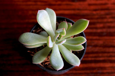 Close-up of succulent plant