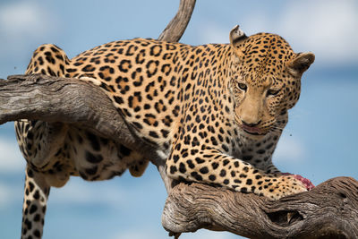 Low angle view of giraffe against sky