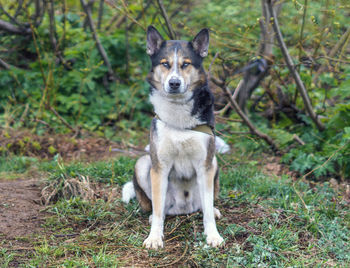 Portrait of dog standing on land