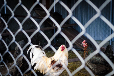 Close-up of rooster in cage seen through chainlink fence