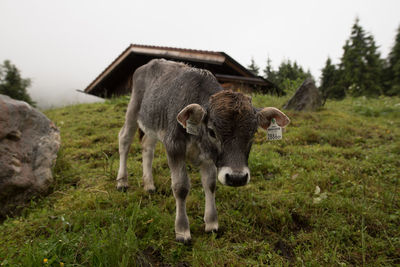 Calf standing by rock on grassy field