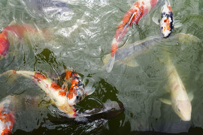 High angle view of koi carps swimming in lake