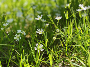 Close-up of white flowering plants on field