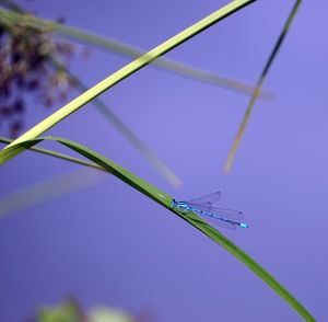 Close-up of insect on plant