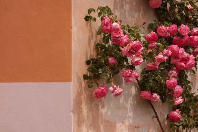 Close-up of pink flowers