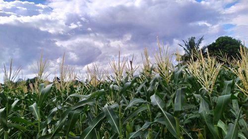 Crops growing on field against sky