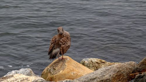 Seagull perching on rock