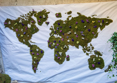 High angle view of flowers on table