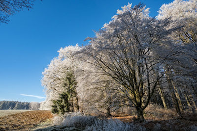 Low angle view of bare trees against clear blue sky