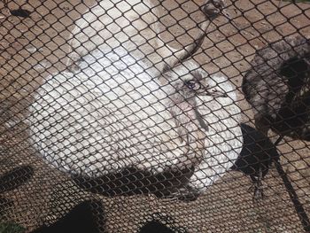 Portrait of woman seen through chainlink fence