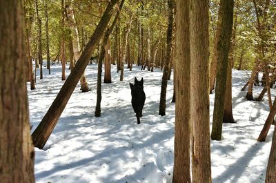 Snow covered trees in forest