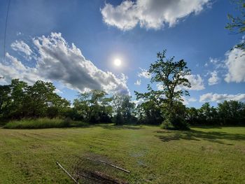 Trees on field against sky