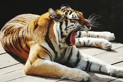 Close-up of tiger yawning