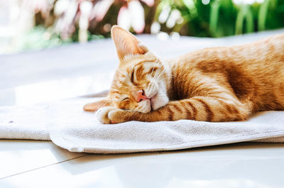 Close-up of cat sleeping