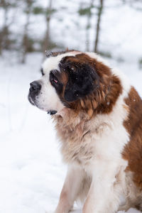 Grumpy saint bernard dog sitting in snow