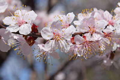 Close-up of white flowers blooming in park