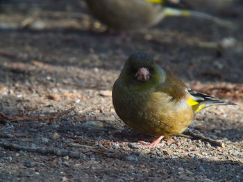 Close-up of bird perching on field