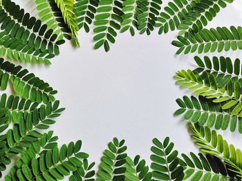 Close-up of fern leaves against white background