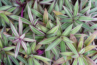 Full frame shot of plants