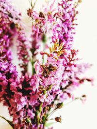 Close-up of bee on pink flowers