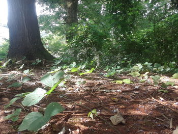 Close-up of fresh green plants and trees in forest