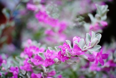 Close-up of pink flowers