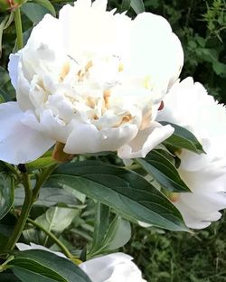 Close-up of white flowering plant