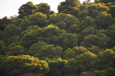 High angle view of trees in forest