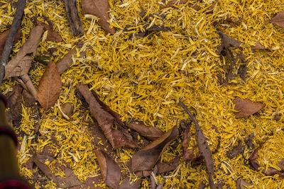 High angle view of dry leaves on plants at market stall