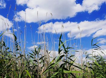 Close-up of grass against blue sky