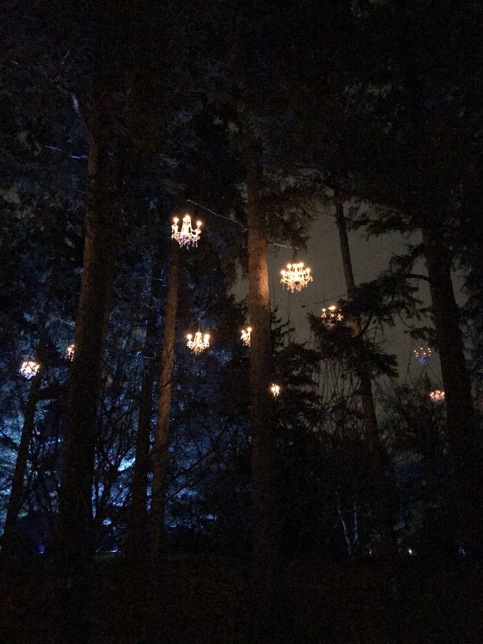 LOW ANGLE VIEW OF ILLUMINATED TREES IN FOREST AT NIGHT