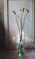 Close-up of flowers in vase