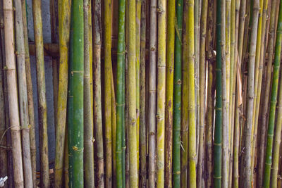 bamboo