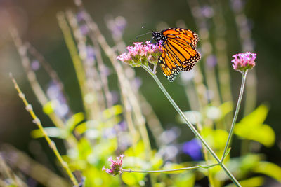 Close-up of butterfly pollinating on flower