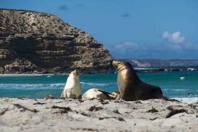 Australian sealions at seal bay conservation park