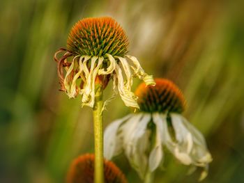 Close-up of wilted echinacea flower 