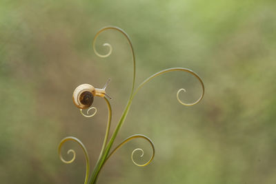 Snail from borneo forest