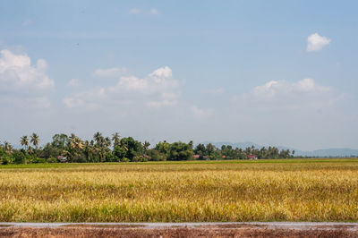 Scenic view of paddy field against sky in malaysia.