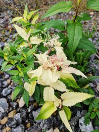 High angle view of white flowering plant