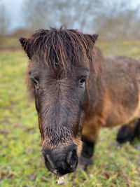 Close-up of a horse on field