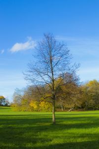 Scenic view of grassy field against sky