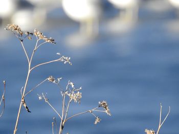 Close-up of flowering plant against sky during winter