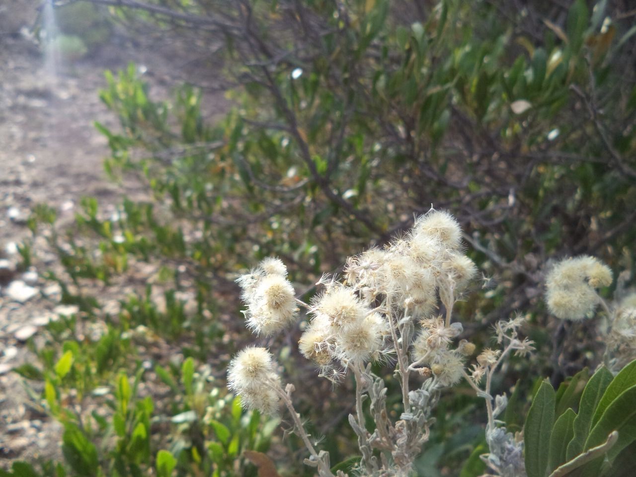 growth, flower, plant, freshness, fragility, white color, nature, focus on foreground, close-up, beauty in nature, blooming, field, flower head, selective focus, day, wildflower, outdoors, growing, no people, in bloom