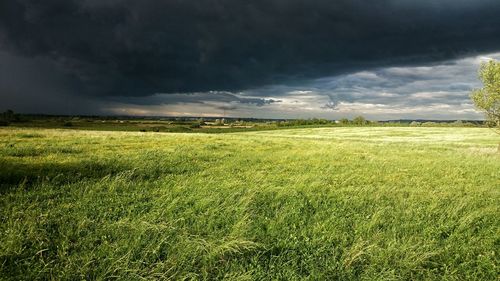 Scenic view of field against sky