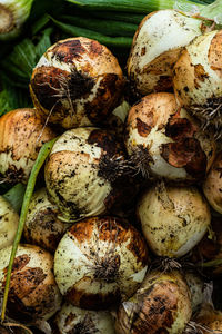 Bottom view of stack of freshly harvested whole yellow onions dirty root vegetables with soil