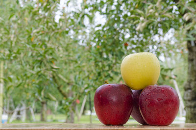 Close-up of fruits on tree