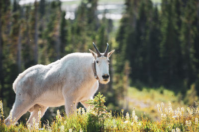 View of an animal on land